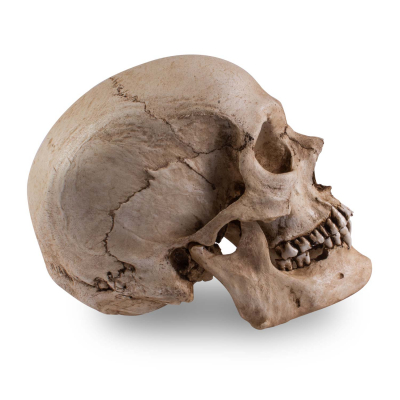 Skull Shoppe- Adult Male East Indian (With Deviated Septum)