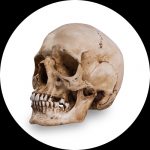 Reference Skulls by Skull Shoppe